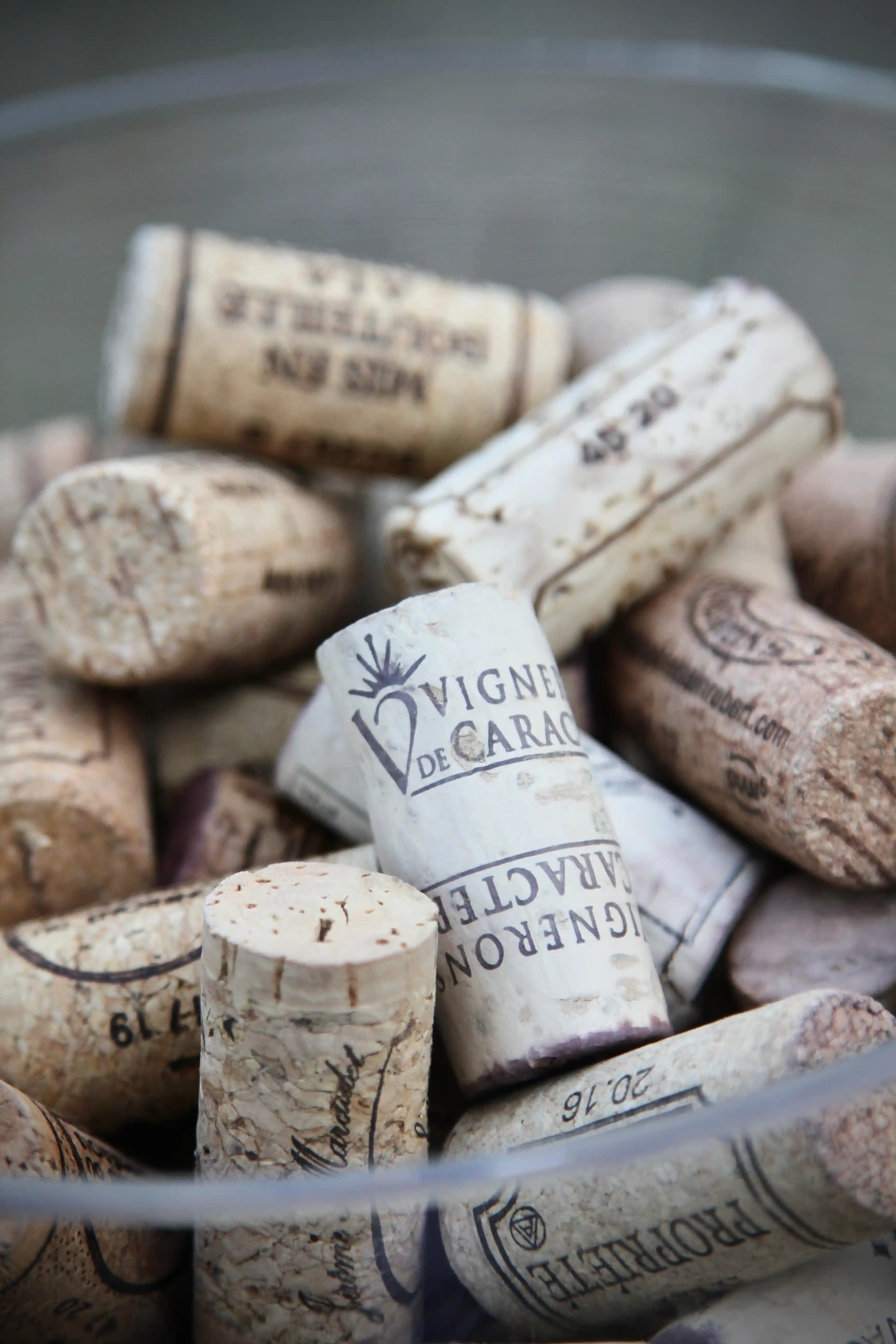 Nez à Vin5